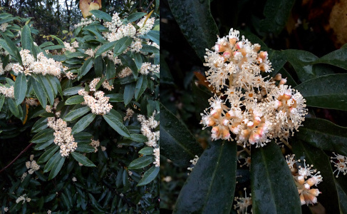 [Two photos spliced together. The left photo is a zoomed out view of the plant which has large long narrow dark green leaves emanating from each branch. Along the center of the branch from where the leaves originate are groupings of flower-like white globes. On the right is a close view of the globe-shaped flowers. They have string-like white petals with brown centers. ]